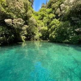 Crystal-clear freshwater pool surrounded by dense native forest in Waitomo