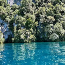 Cliffside forest reflection on clear blue water during a Waitomo boat tour