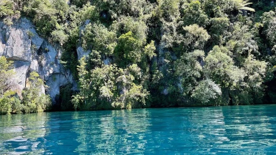 Cliffside forest reflection on clear blue water during a Waitomo boat tour