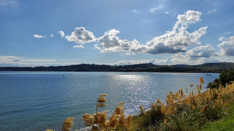 Lake Taupō serene waters with native grasses along the shoreline under a bright sky on New Zealand’s North Island