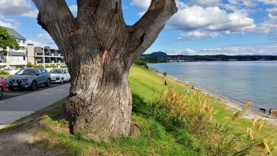 Large tree on the grassy shoreline of Lake Taupō with waterfront views and distant hills in New Zealand