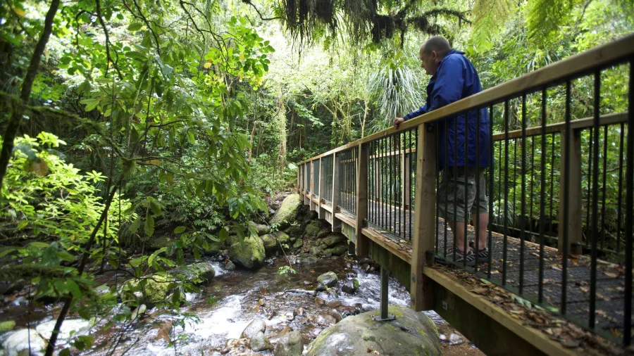 Man standing on a wooden bridge over a stream during a native bush walk in Pirongia, Waikato, New Zealand.