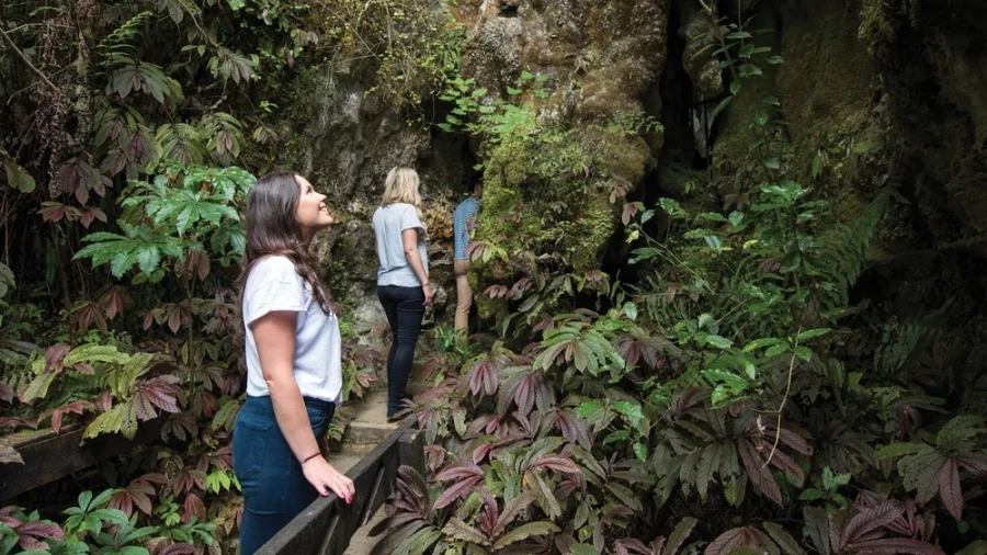 Visitors walking through lush forest path to the entrance of Aranui Cave in Waitomo