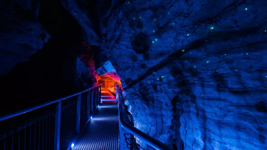 Glowworms and blue lighting along a metal walkway inside Ruakuri Cave in Waitomo.