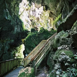 Wooden walkway and stairs leading through the Mangapohue Natural Bridge limestone arch in Waitomo