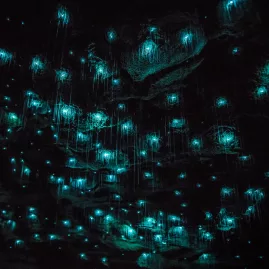 Waitomo Glowworms 1617 Cave 5 Enhanced SR