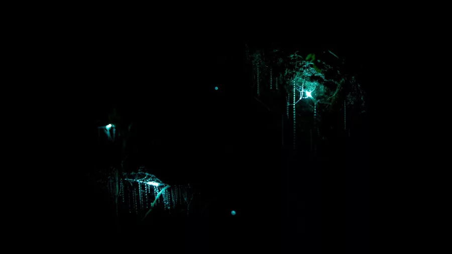 Close-up view of glowing Arachnocampa luminosa (New Zealand glow worms) in the dark at Waitomo Caves
