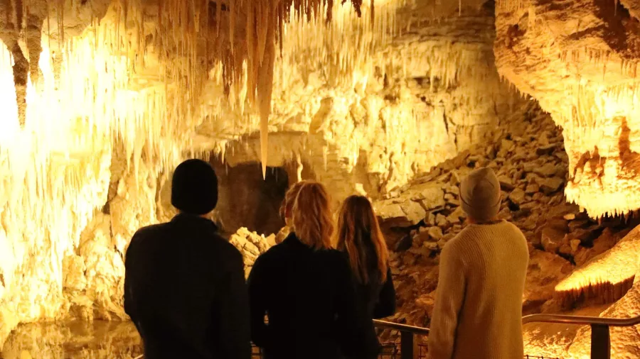 Group admiring limestone stalactites inside the illuminated chambers of Waitomo Caves