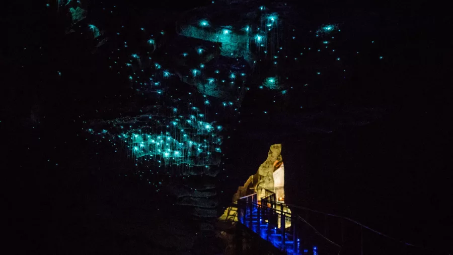 Walkway inside Waitomo Glowworm Caves lit by glowing blue light from thousands of glowworms