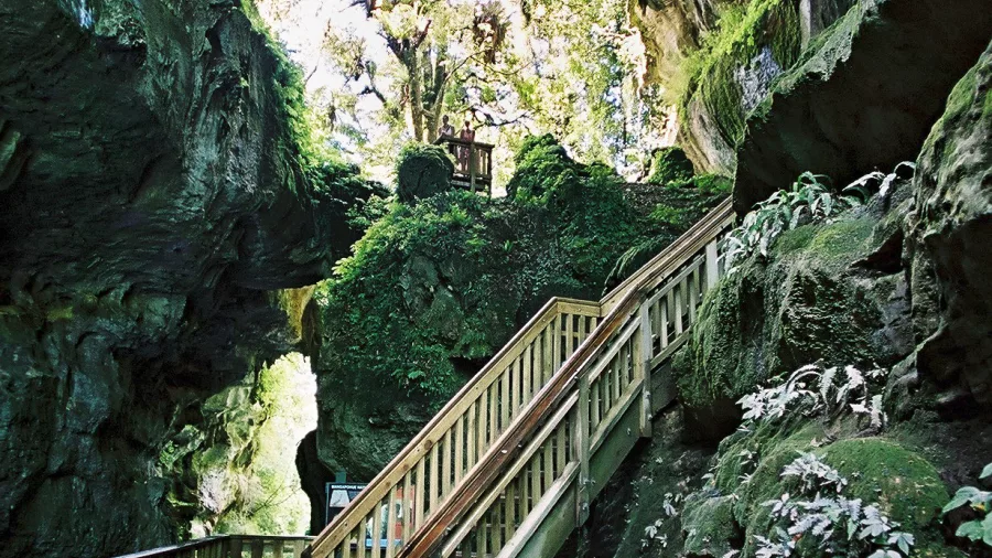 Wooden walkway and stairs leading through the Mangapohue Natural Bridge limestone arch in Waitomo