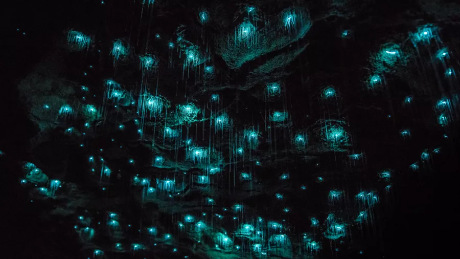 Waitomo Glowworms 1617 Cave 5 Enhanced SR
