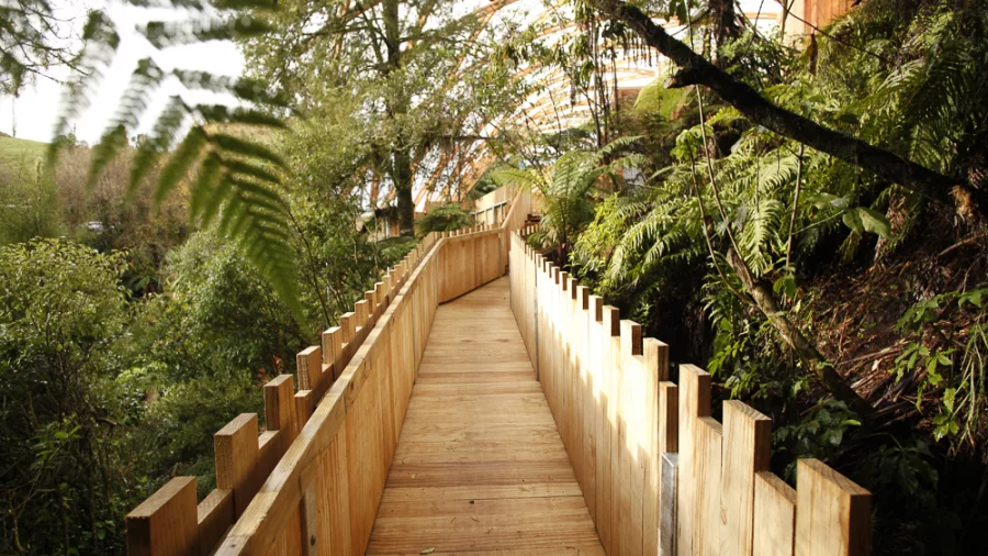 Wooden boardwalk leading through native bush towards the Waitomo Glowworm Caves entrance in New Zealand.