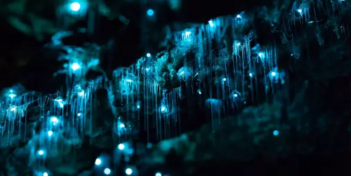 Close-up view of glowing worms illuminating the cave ceiling in Waitomo, New Zealand