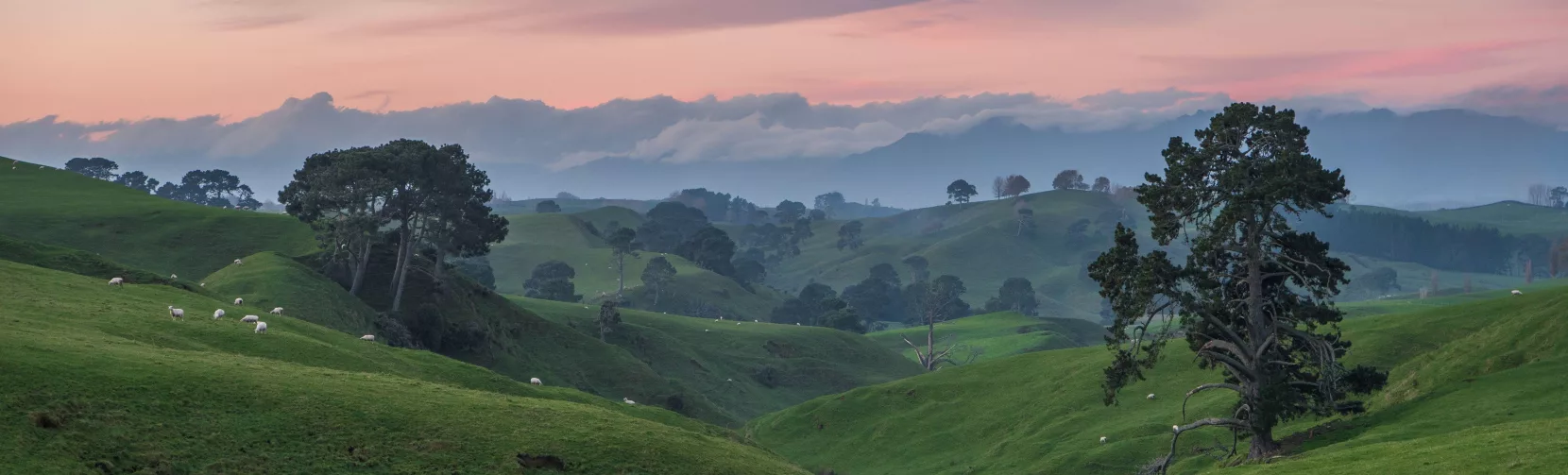 Rolling green hills and scattered trees at sunrise in the Waikato region of New Zealand’s North Island