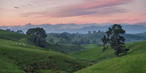 Rolling green hills and scattered trees at sunrise in the Waikato region of New Zealand’s North Island