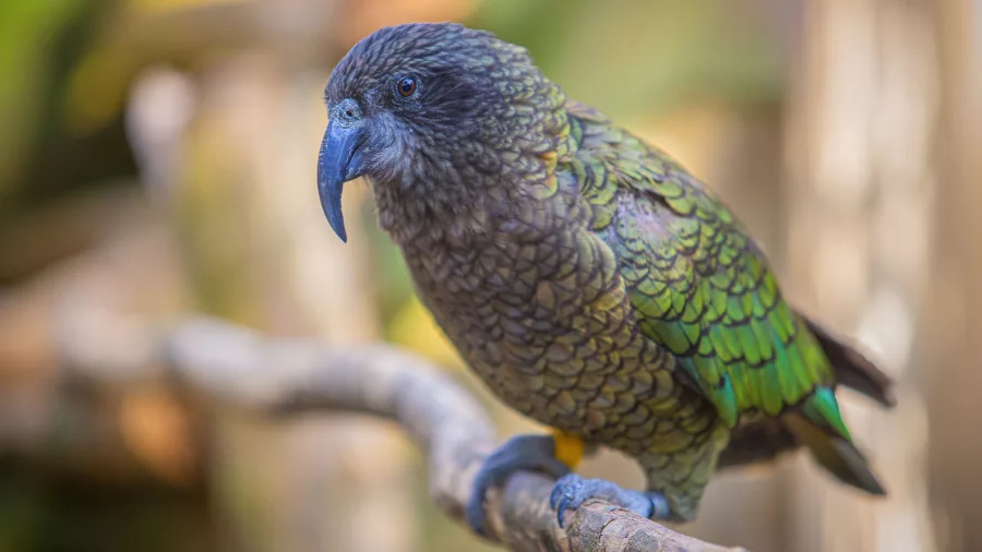 Native kea perched on a branch at Nga Manu Nature Reserve near Paraparaumu, Kapiti Coast, New Zealand
