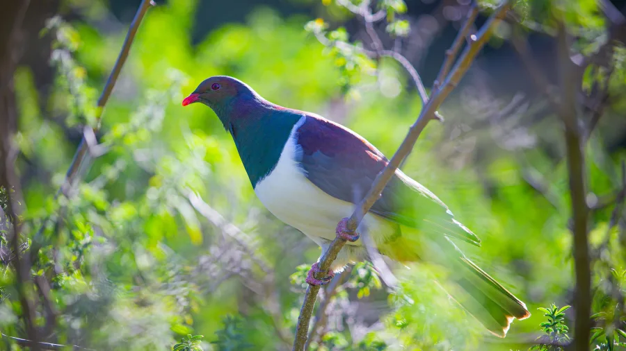 New Zealand native kereru perched on a branch on Kapiti Island, Wellington Region