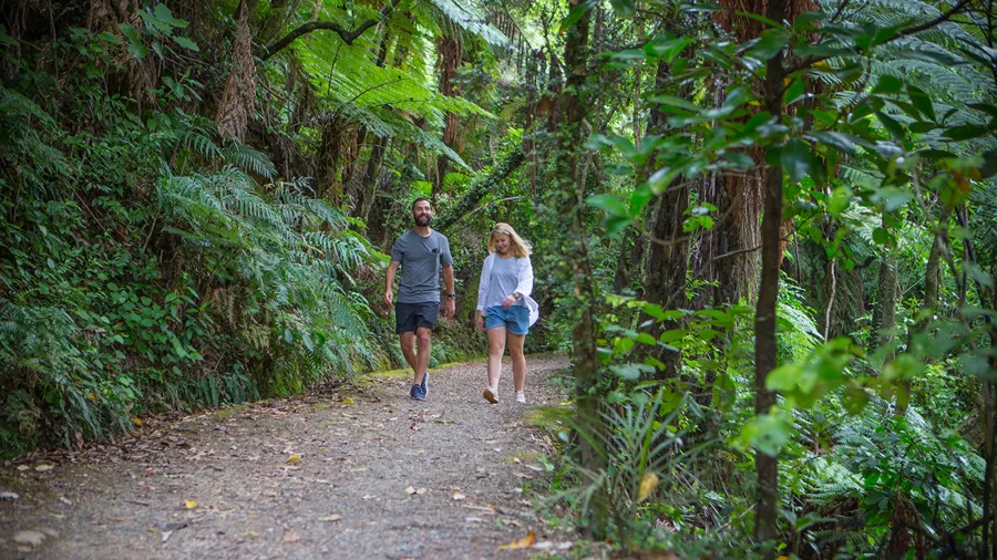 Two people walking a native bush trail in Eastbourne, Lower Hutt, Wellington Region, New Zealand