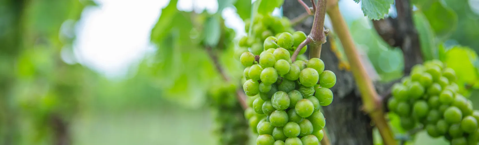 Close-up of green grapes growing in a Martinborough vineyard, Wairarapa