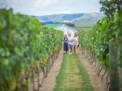 Group walking through vineyard on Martinborough wine tour