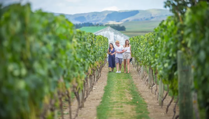 Group walking through vineyard on Martinborough wine tour
