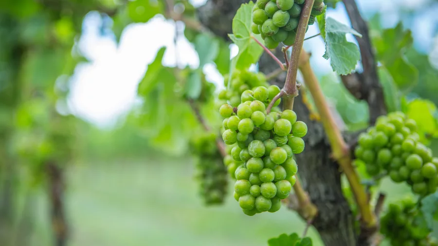 Close-up of green grapes growing in a Martinborough vineyard, Wairarapa