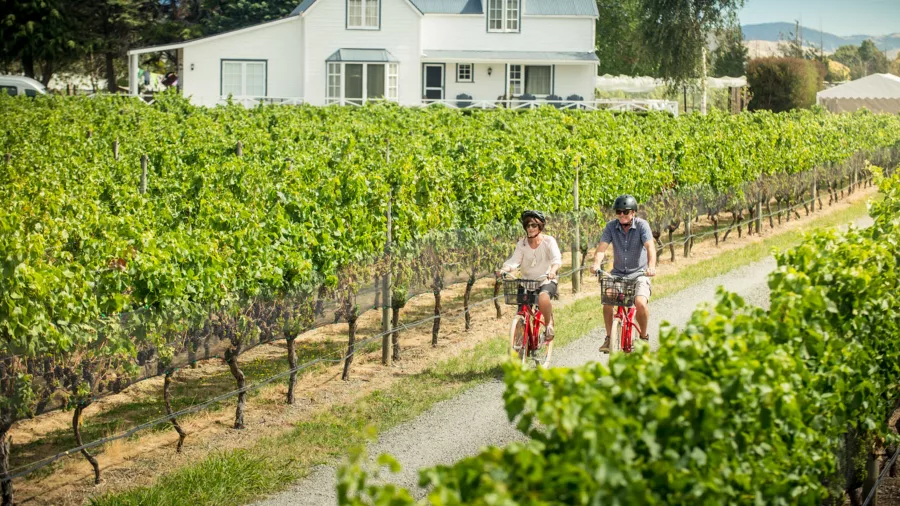 Couple cycling through vineyards near Martinborough Square