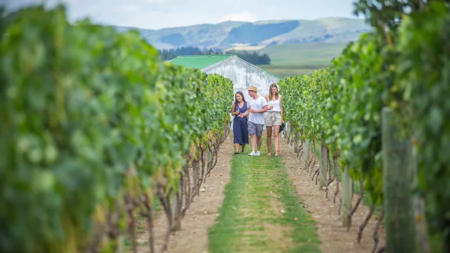Group walking through vineyard on Martinborough wine tour