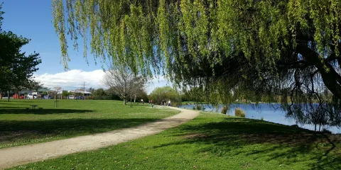 Tree-lined lakeside path at Henley Lake Park in Masterton