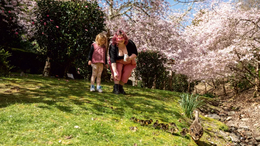Woman and child watching ducklings during Blossom Valley Day under cherry blossoms in Wellington