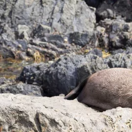 New Zealand fur seal resting on rocky shoreline at South Coast