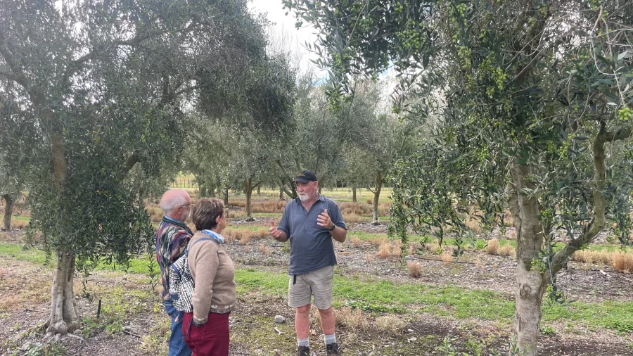 Visitors listening to a guide at an olive grove during a Kāpiti Olives tour