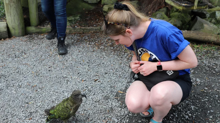 Visitor crouching to observe a kea on the ground at Ngā Manu Nature Reserve in Waikanae