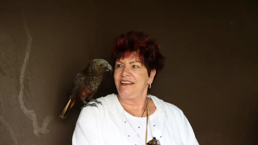Visitor interacting with a native parrot perched on her shoulder at Ngā Manu Nature Reserve in Waikanae