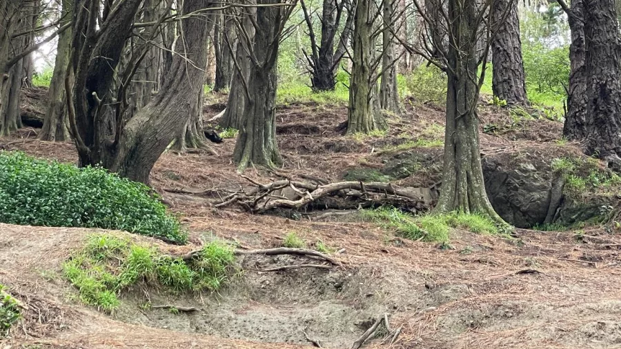 Forest scene in Wellington showing the exact hollow where Frodo and the Hobbits hid from the Nazgûl in Lord of the Rings