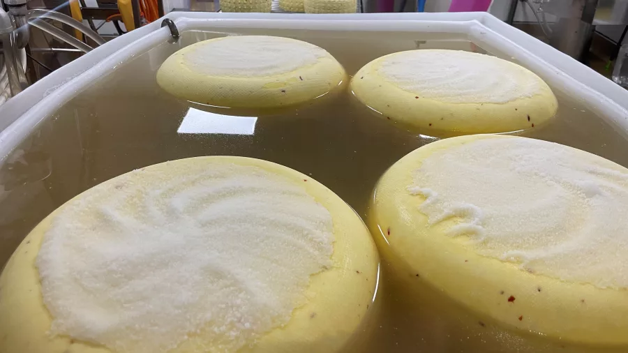 Rounds of artisan cheese soaking in a brine tank at C’est Cheese in Featherston