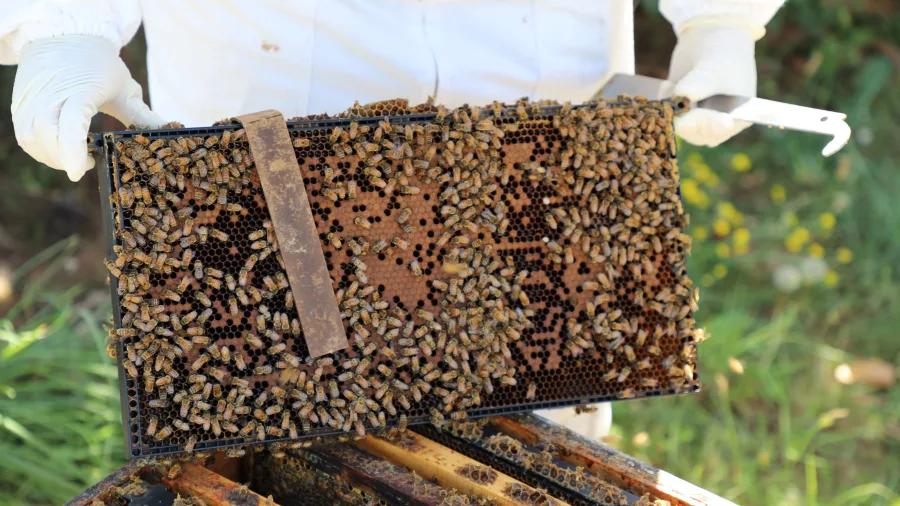 Close-up of a honeycomb frame covered with bees during a Greytown Honey beekeeping experience
