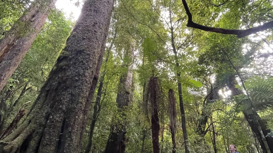 Boardwalk through towering native forest at Rivendell in Kaitoke Regional Park