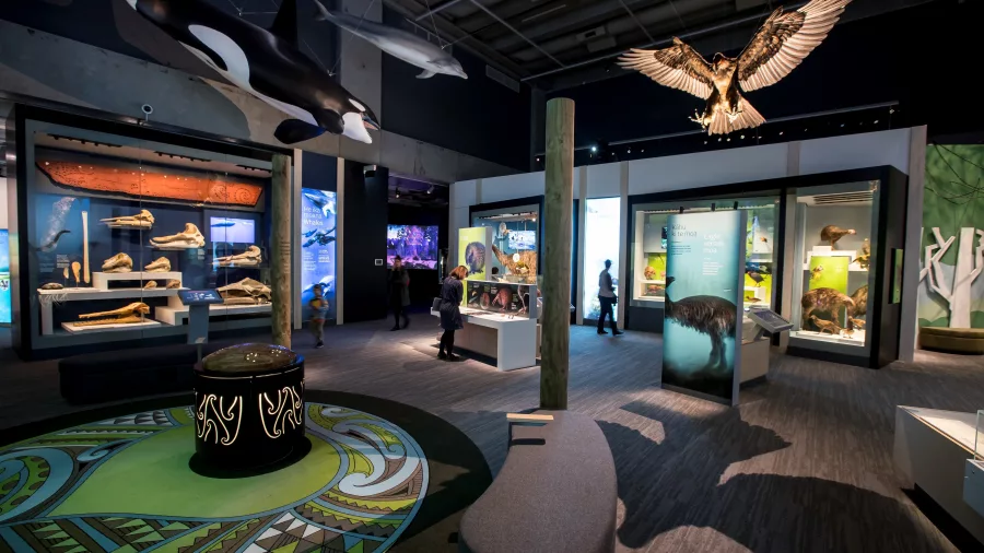 Te Taiao Natural Environment exhibit at Te Papa Museum in Wellington