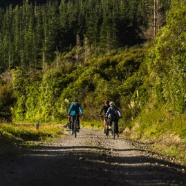 Group of cyclists riding along a gravel path surrounded by forest on the Remutaka Cycle Trail