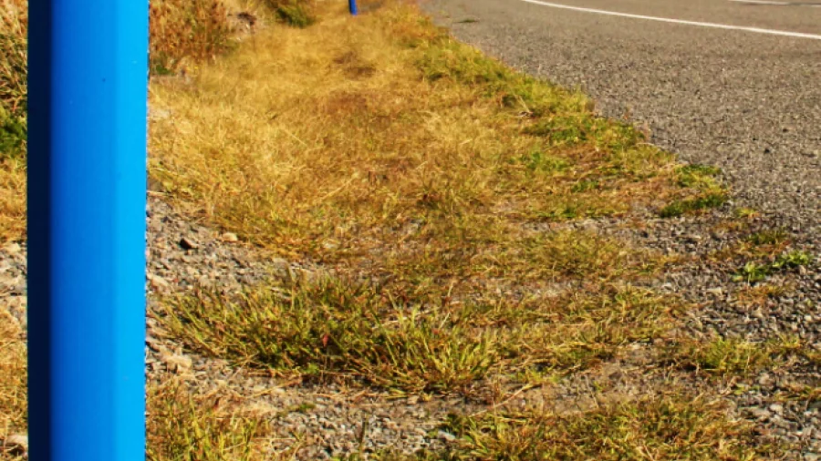 Blue Remutaka Cycle Trail marker along a quiet country road