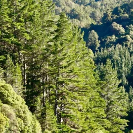 Scenic forest landscape along the Remutaka Incline Trail