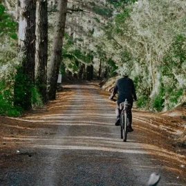 Cyclist riding through a forest trail on the Remutaka Cycle Trail