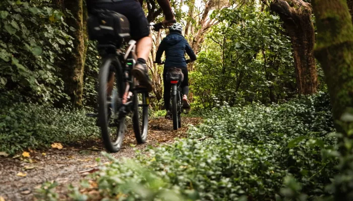 Cyclists riding through dense native forest on the Remutaka Rail Trail with Wildfinder