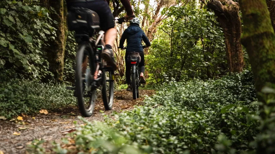Cyclists riding through dense native forest on the Remutaka Rail Trail with Wildfinder