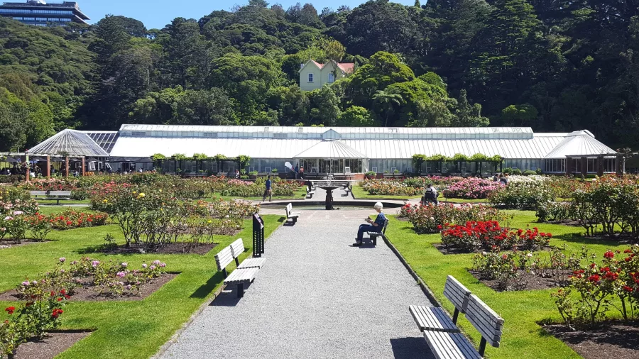 Lady Norwood Rose Garden at Wellington Botanic Garden on a sunny day