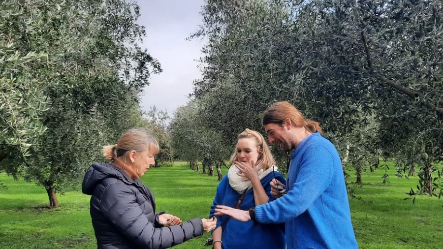 Guests sampling olives during a guided olive grove tour in Martinborough