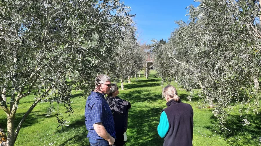 Visitors walking through an olive grove on the Martinborough Food and Wine Tour