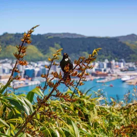Tūī bird perched on harakeke at Mt Victoria Lookout with Wellington Harbour in the background