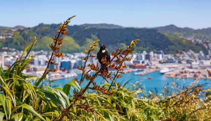 Tūī bird perched on harakeke at Mt Victoria Lookout with Wellington Harbour in the background
